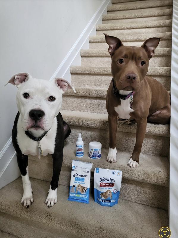 Oreo & Harley