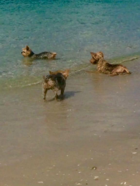 Beach Bums