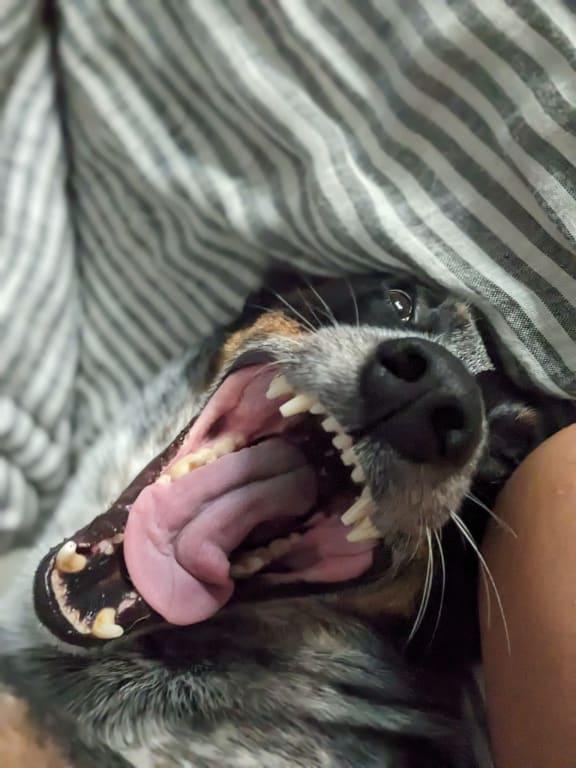 Almost 6-year-old dog with clean, healthy teeth!