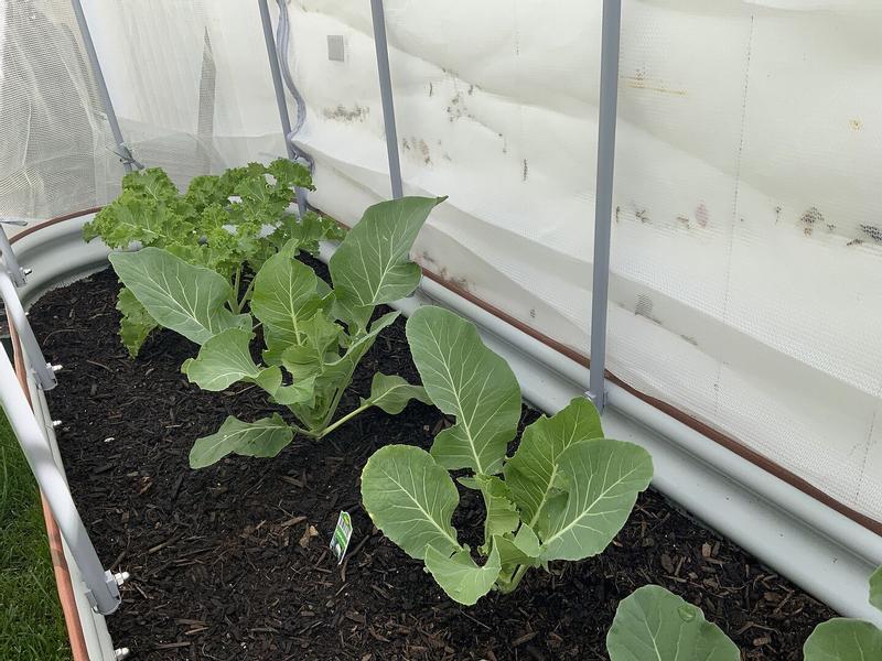 Vego Garden Steel Netting (Common: 2-ft x 5-ft Actual: 2-ft x 5-ft ) in ...