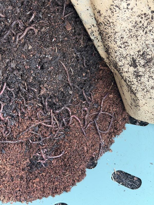 Vego Garden Plastic Worm composter Composter in the Composters ...