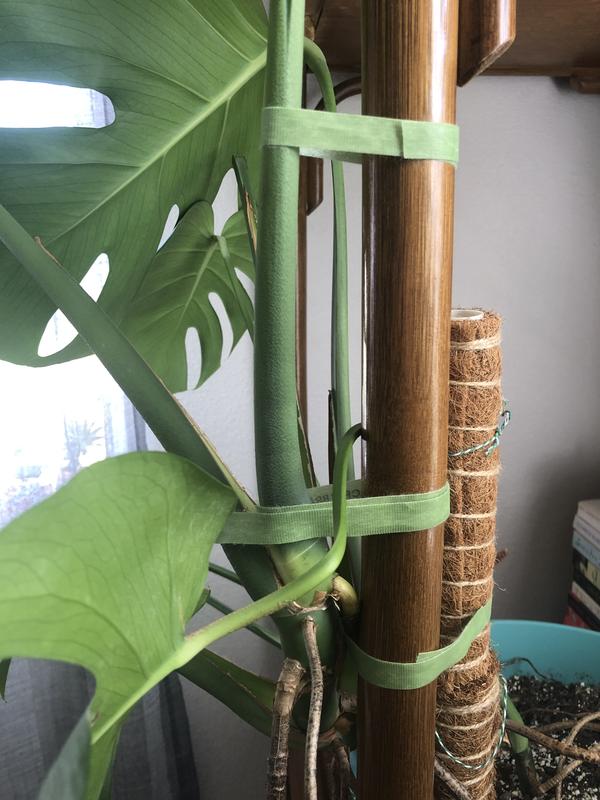 3x Garden Plant Vine Ties Tape Hook & Loop Garden Bamboo Cane Wrap Support  20mm