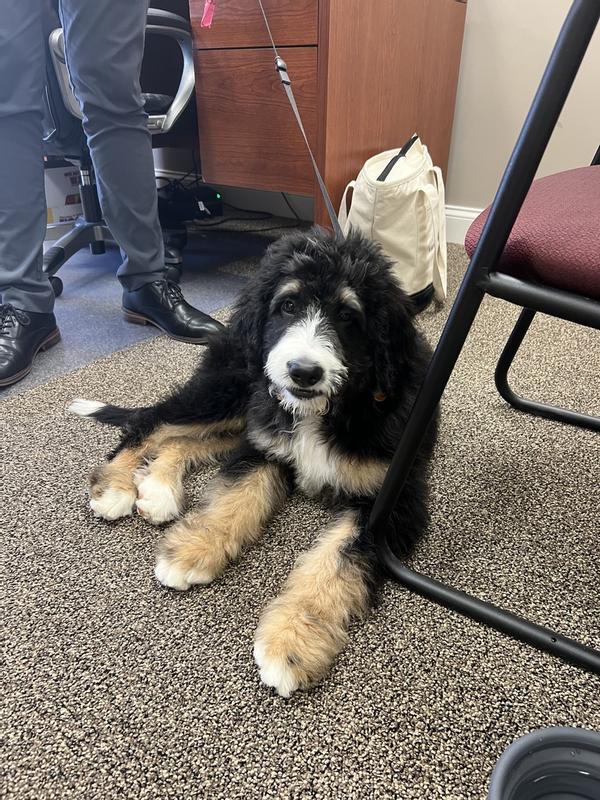 Wild One Vegan & Hypoallergenic Rinseless Dog Shampoo 10oz