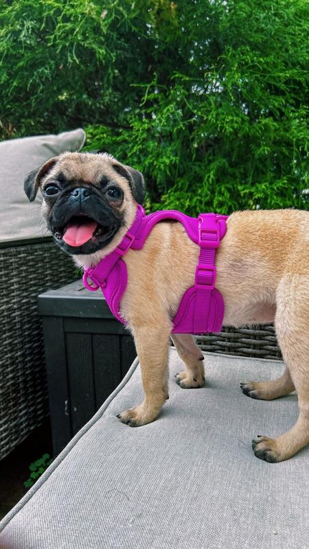 Pug harness reviews hotsell