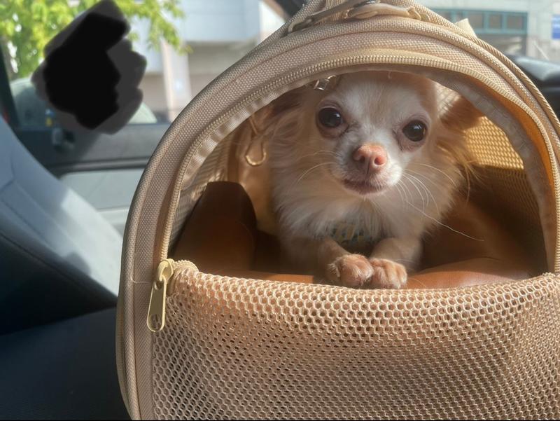 Louis Vuitton Pet Carrier With Dog Stock Photo - Download Image