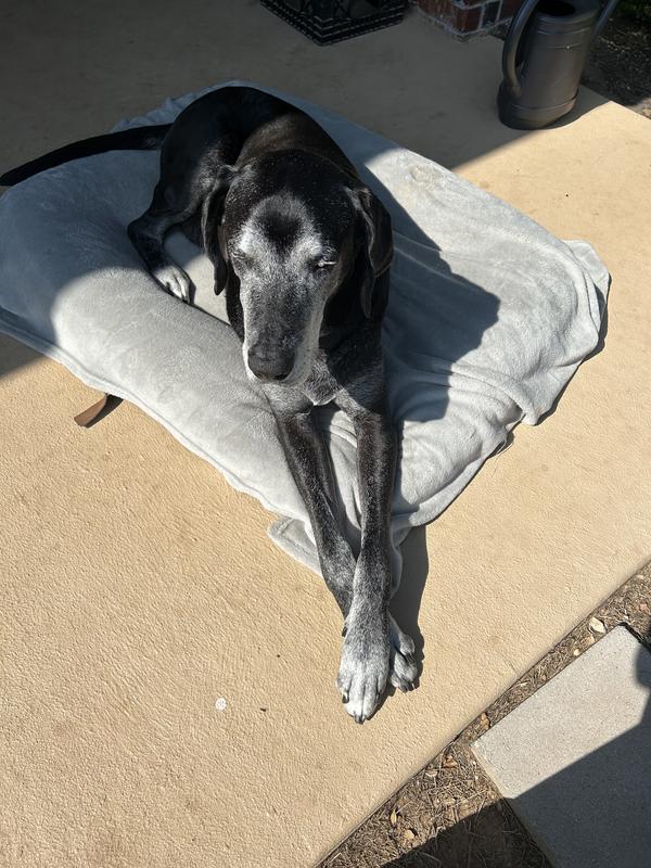 Zeus my 11 year old Dane
