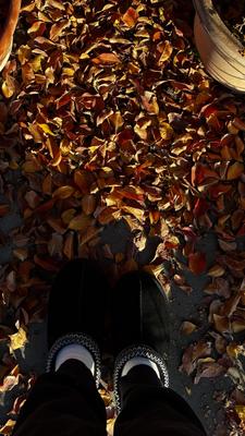 Adalie 's photo of the Tasman Slipper. Photo 1 of 1