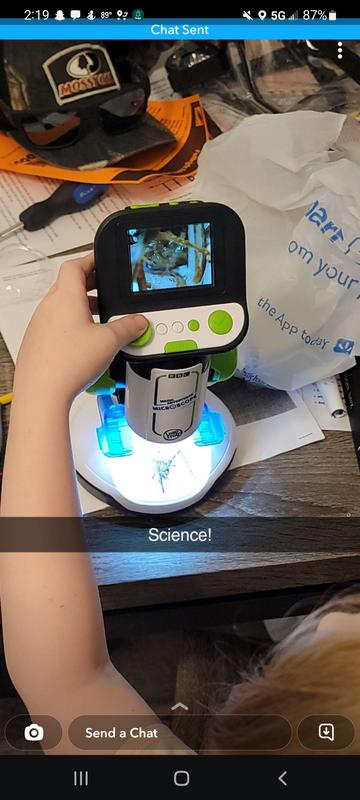 Looking at a spider cricket