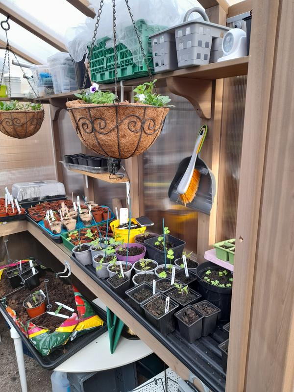 6.7x7.8 Cedar Garden Greenhouse | Yardistry