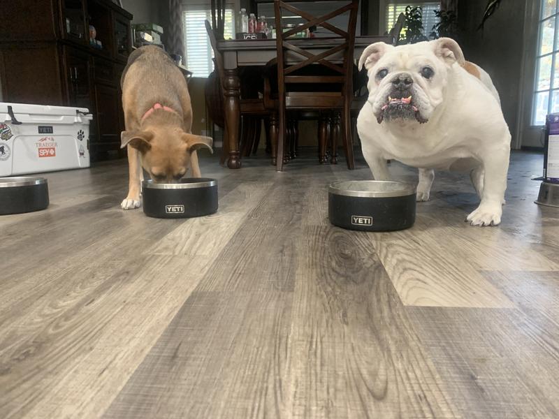 Boomer™ 8 Dog Bowl