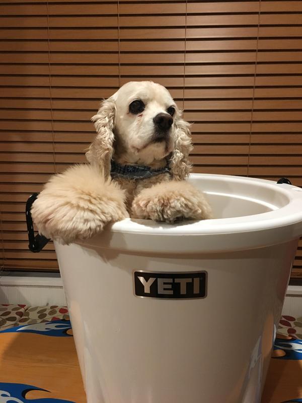  YETI TANK Lid for the TANK 45 Bucket Cooler : Pet Supplies