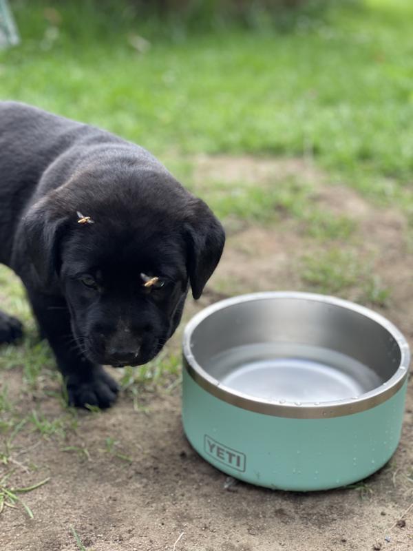 Expert Review: YETI Boomer 8 Dog Bowl