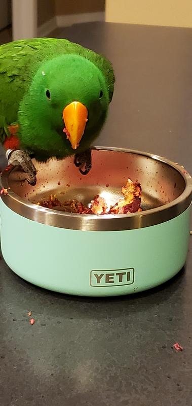 YETI® Dog Bowl in Stock - ULINE