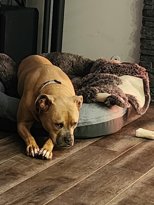 My Pup Loves the YETI Dog Bed, But She Doesn't Have to Pay for It