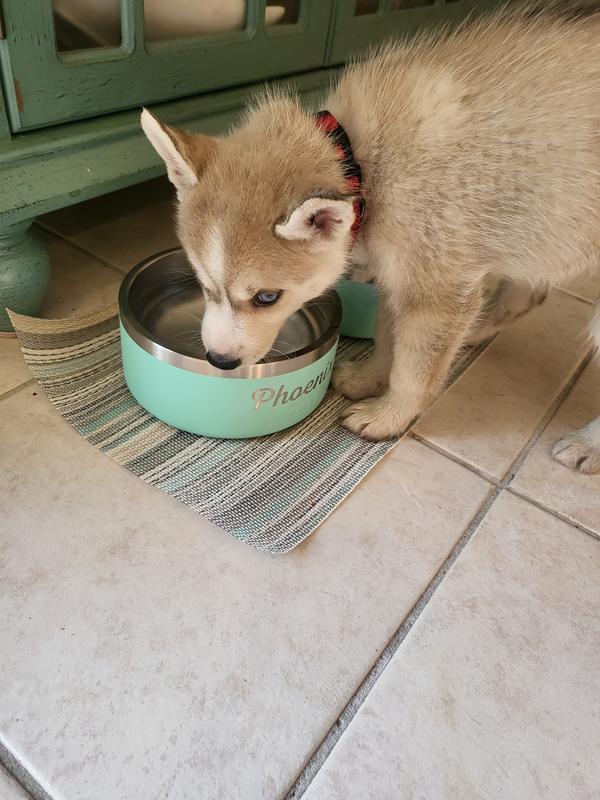 Boomer 4 Dog Bowl - The Lake House