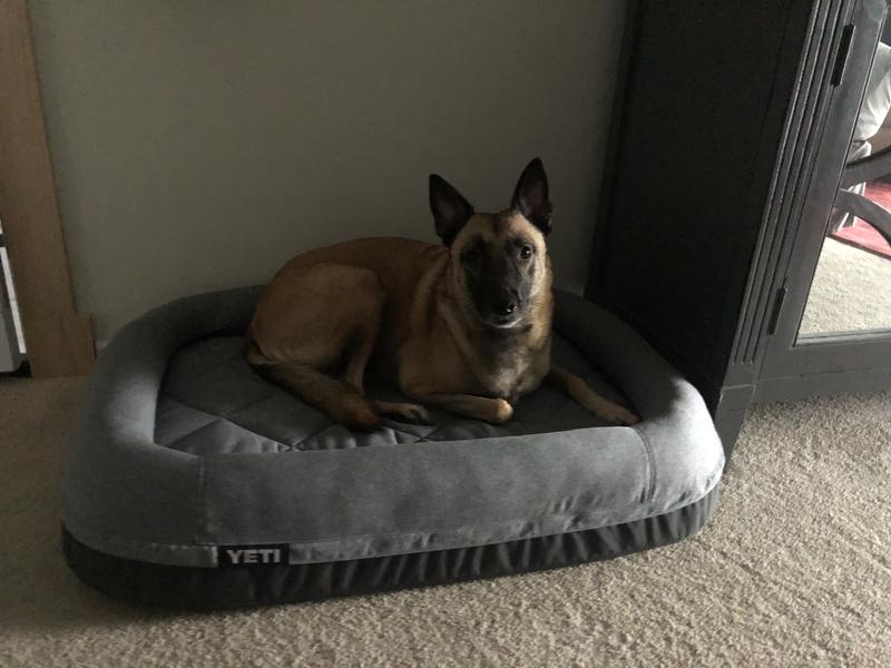 new yeti dog bed