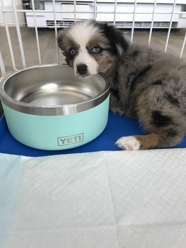 Albion College Dog Bowl - Yeti