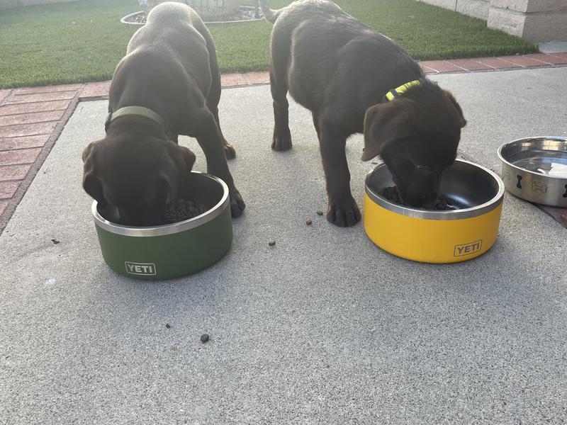 Review of the YETI Boomer Dog Bowl - Gun Dog