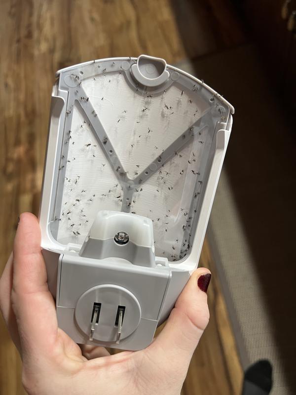 Hot Tip Zevo UV Light Traps Decimate Adult Fungus Gnats!, 56 OFF