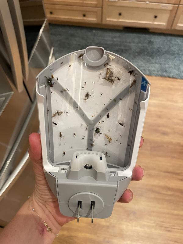 Hot Tip Zevo UV Light Traps Decimate Adult Fungus Gnats!, 56 OFF