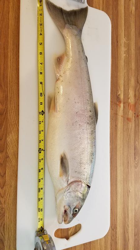 zebco 808 catfish fighter