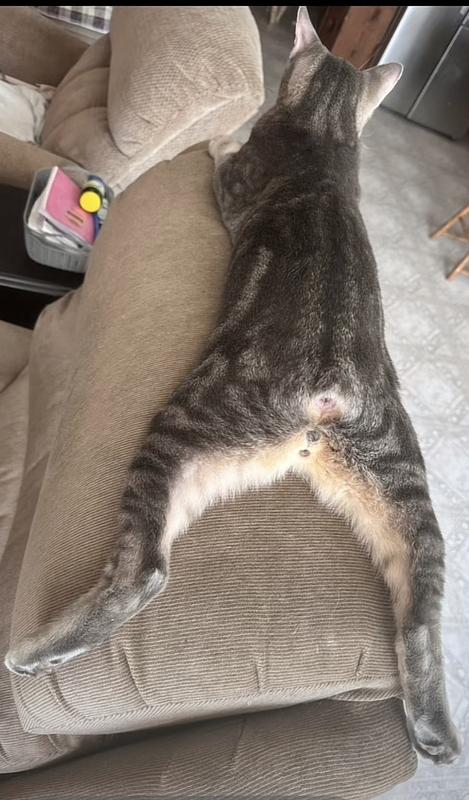 Manx syndrome cat example of need for this product