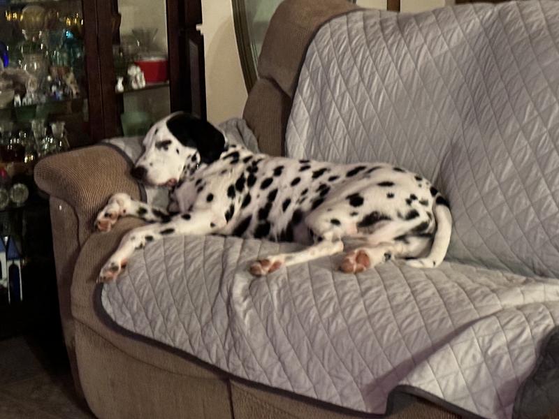 Dalmation occasion stones cause pee or general dog odor from licking