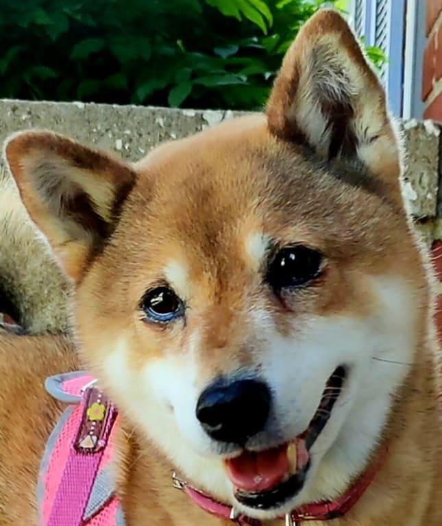 My sweet Karika