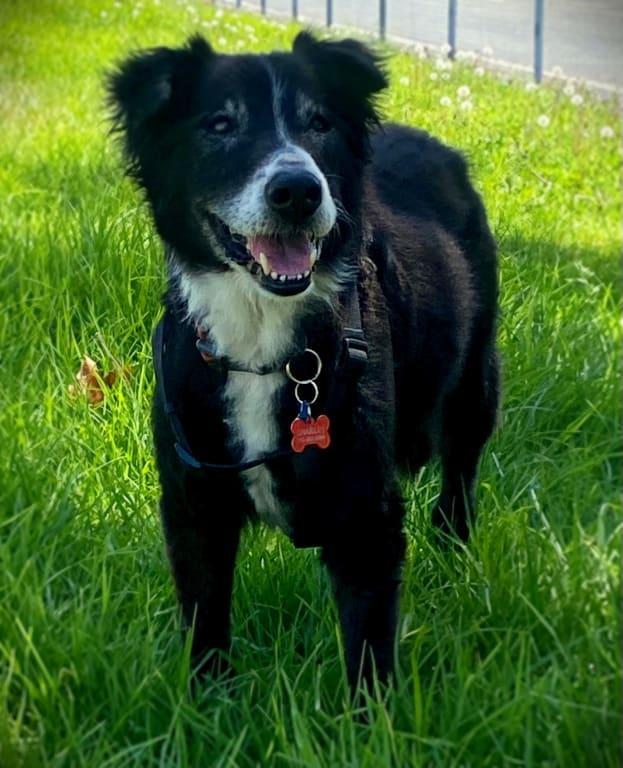 15 and moving fine - thanks to Zesty Paws Mobility Bites