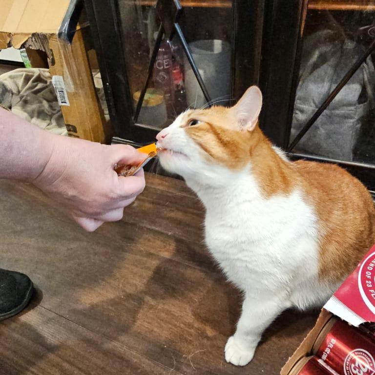 Cheeze it trying it