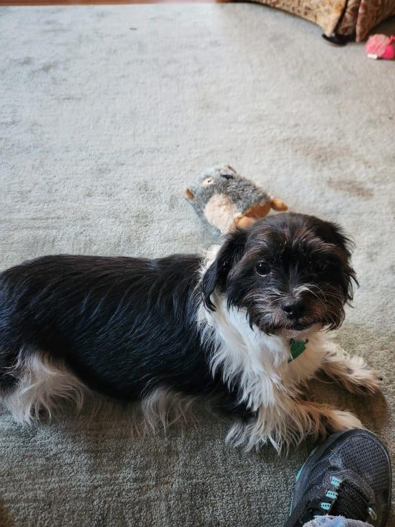 This is Rudy. My BEST buddy.