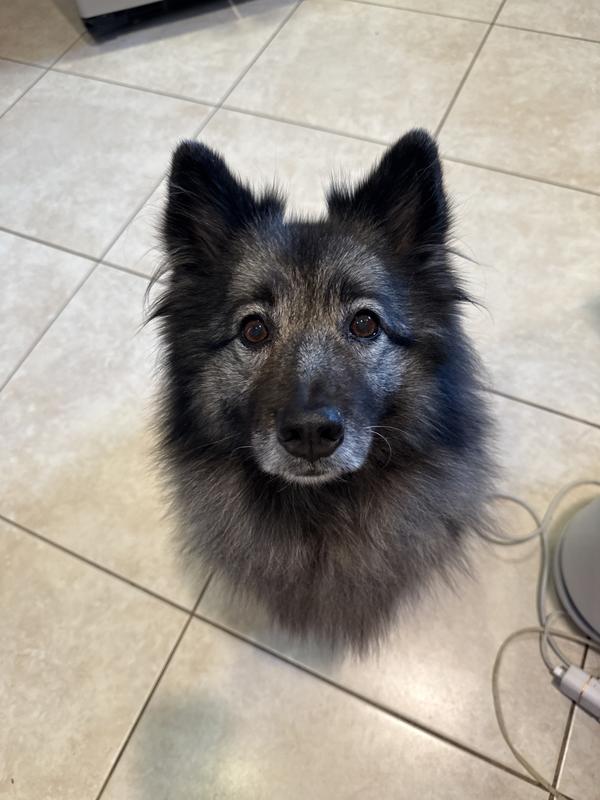 My beautiful Keeshound Netherlands