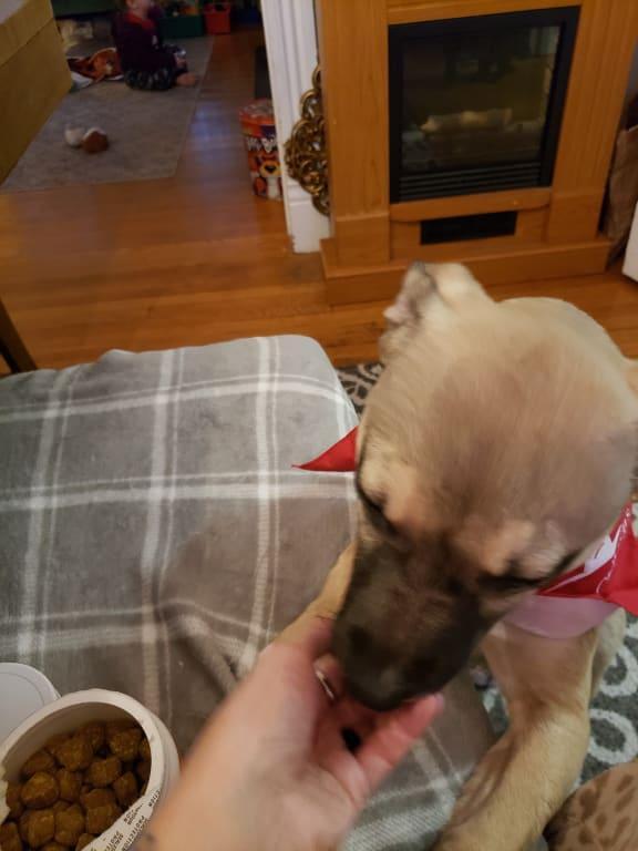 Gracie loves her new treats!