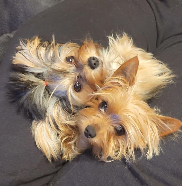 Nova and Poppy
