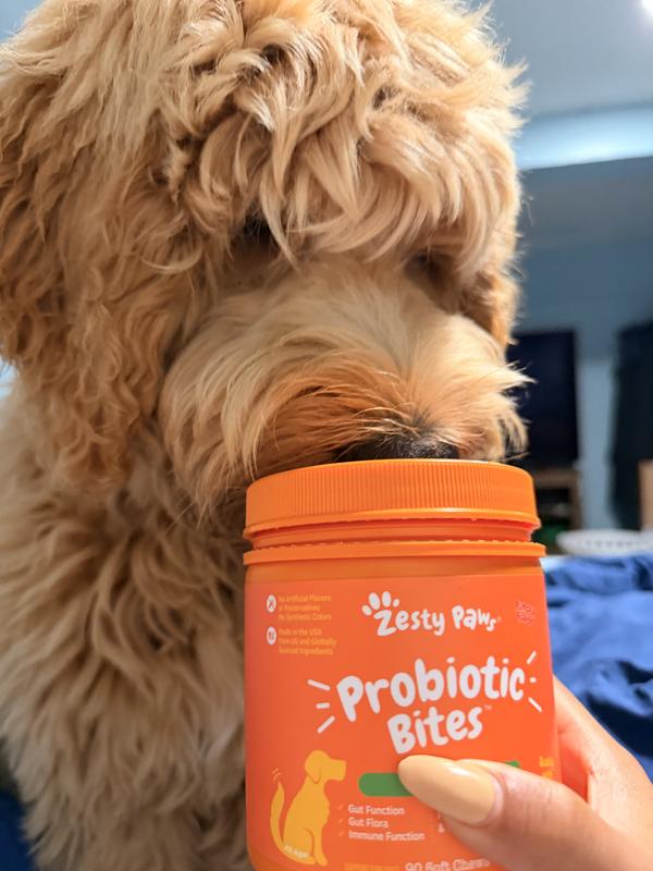 Mochi can’t wait to have one of his chews