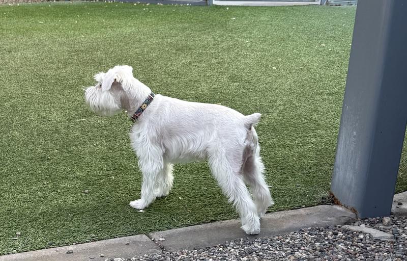 10 1/2 year old all white miniature schnauzer