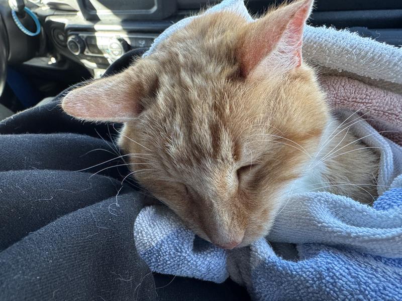 I’m n our drive to emergency vet
