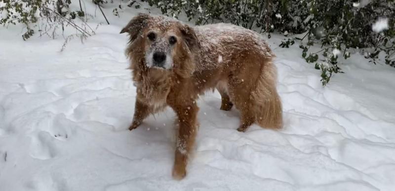 Jazz is 13 and loves the snow!