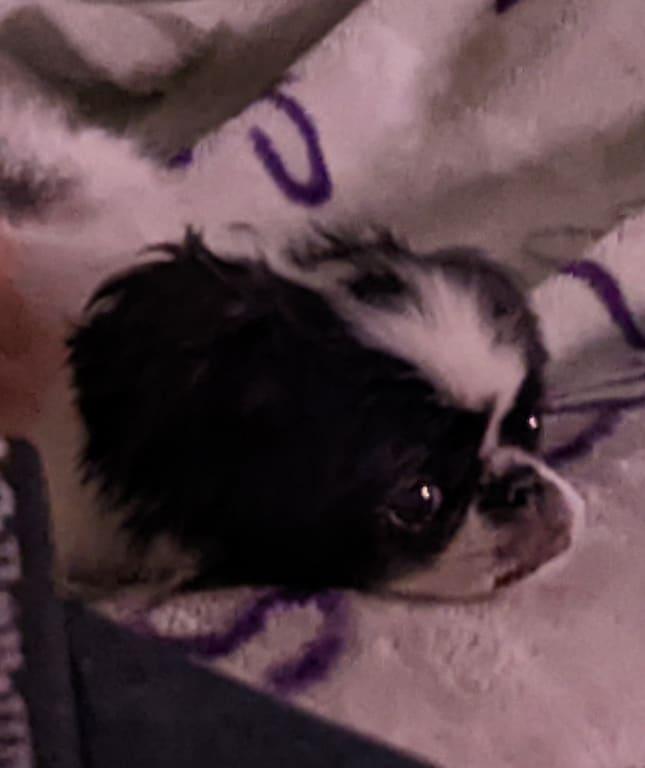 Chewie