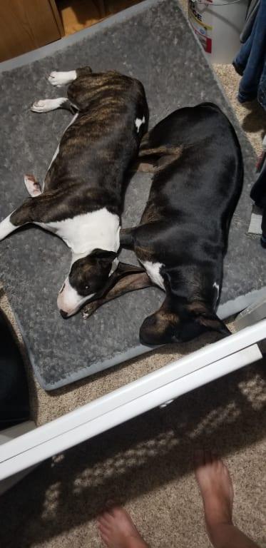 My babies