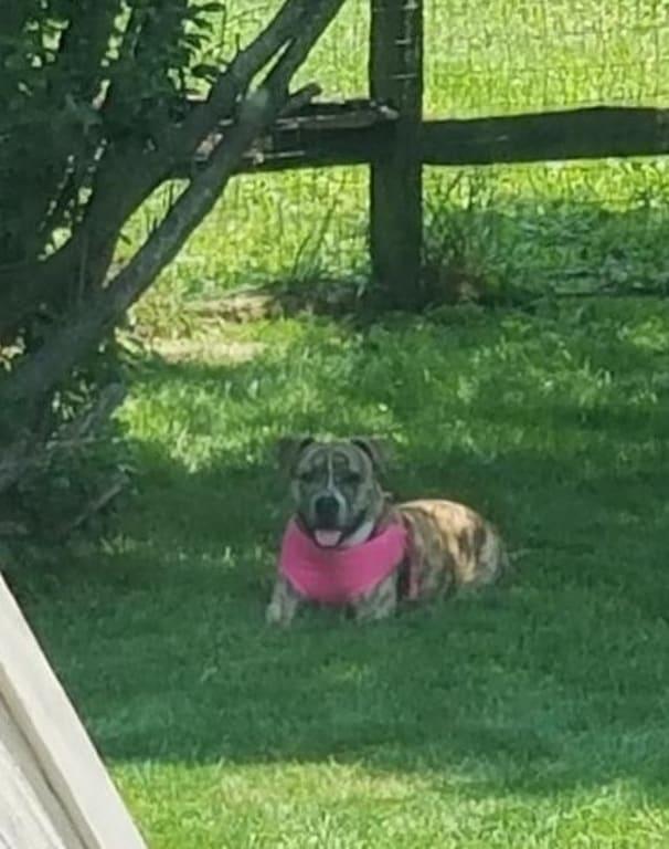 Matilda enjoying her fenced back yard