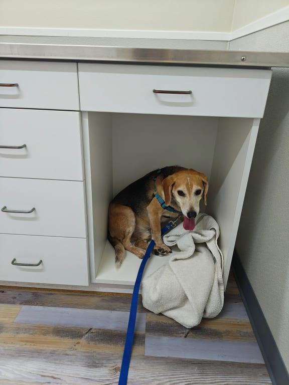 Miserable at the vet