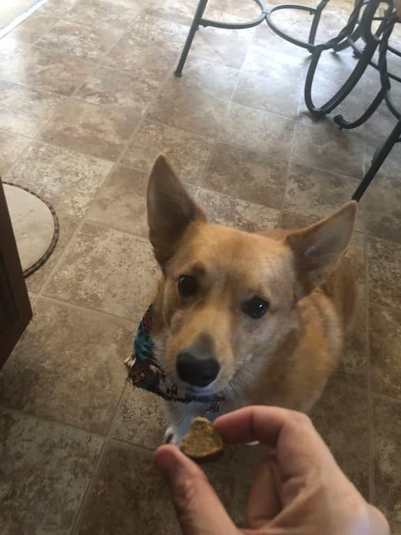 Patiently waiting for his yummy treat