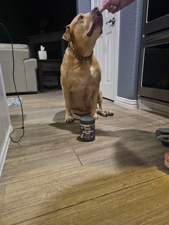 My girl enjoying her Mobility Bites