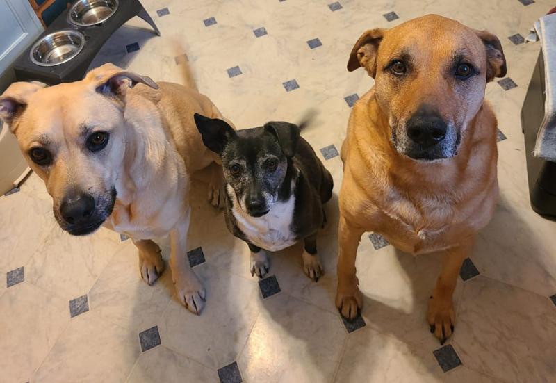 We are waiting for our Zesty Paws