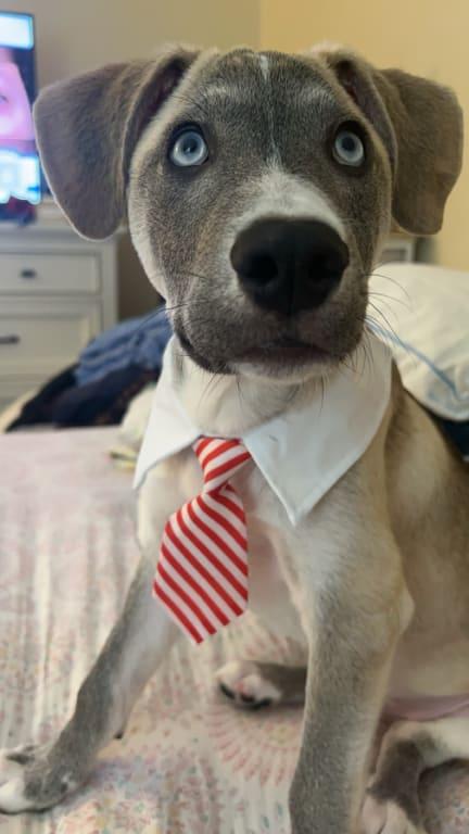 My good boy