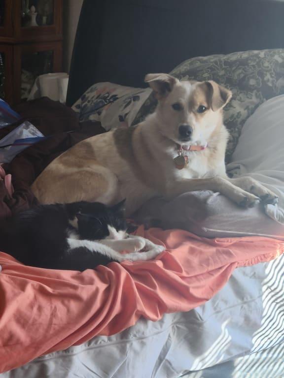 Bellatryx (pup) Wonky Donky the Cat