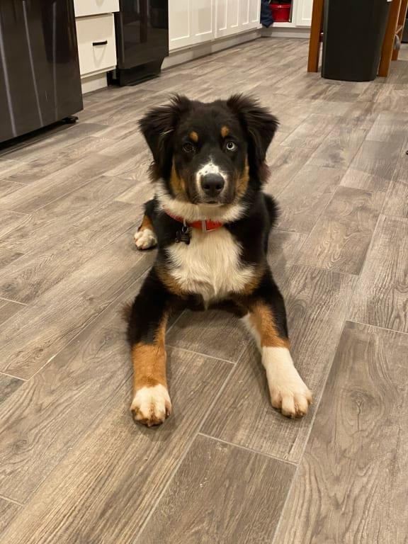 Milo waiting for his Vitamins!