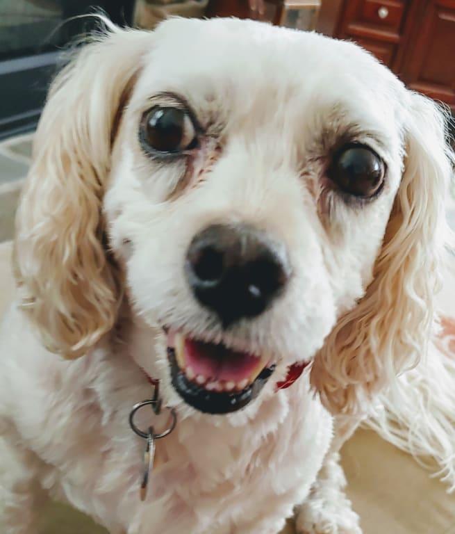 Waiting for her probiotic "treat"