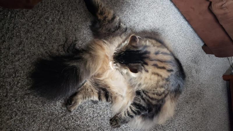 As you can tell, Spud is a furry beast that gets a lot of hairballs.